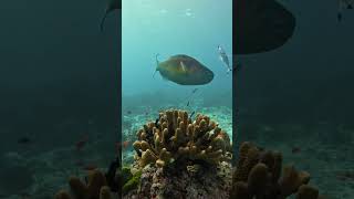 Shots from unforgettable dives at the vibrant coral reefs of the Similan Islands Thailand 🐠🌊🇹🇭 [upl. by Onahpets]