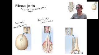 64 fibrous joints [upl. by Hodess13]