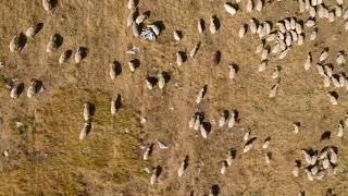 Pecore a Campo Imperatore  LAquila  Gran Sasso  Abruzzo [upl. by Gimpel]