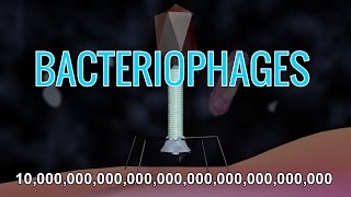 What Are Bacteriophages amp How Do Phage Viruses Work w Animation [upl. by Stefan971]