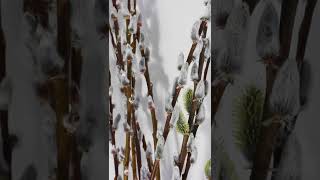 Willow Catkins Time Lapse [upl. by Uziel695]