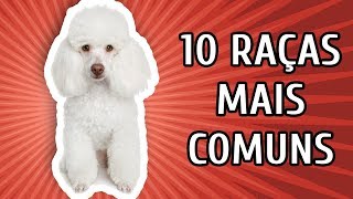 10 RAÇAS DE CACHORRO MAIS COMUNS NO BRASIL [upl. by Niloc]