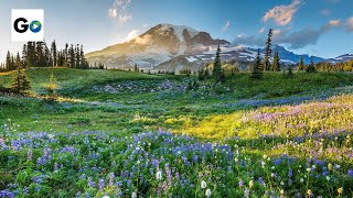 Mount Rainier National Park [upl. by Alehc]