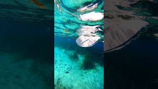 Fish babies right underneath my kayak🐠🐟🚣‍♂️ kayakinglife rainbowsprings visitflorida underwater [upl. by Sices973]