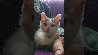 Tiny Kitten Purring Grooming ASMR cat kitten cute shorts purr [upl. by Corder677]