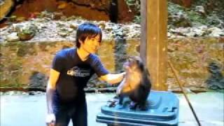 Monkey slaps man in the face [upl. by Petracca]