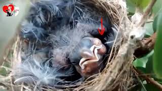 rescua bird  Botfly Larvae  Cuterebra Removal Very Satasfying [upl. by Anna-Maria]