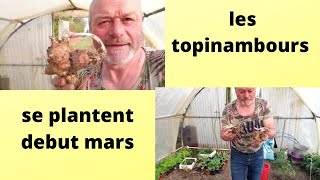 comment et quand planter vos topinambours [upl. by Gisella]