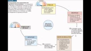 Mécanisme de régulation homéostatique [upl. by Haek]