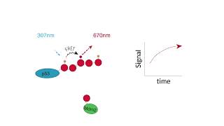 Homogeneous RealTime Ubiquitin Conjugation  TRFRET Kits [upl. by Stewart]