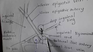 Anatomy of the INGUINAL CANAL amp hernias [upl. by Adall31]