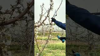 Satisfying Process Of Pruning Cherry Trees With A Good Electric Scissors [upl. by Lattie618]