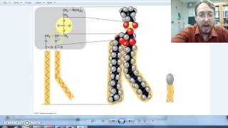 Lipids part 3 Glycerides [upl. by Ainslee]