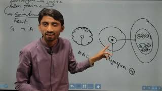 Plant kingdom lecture 4 double fertilization in angiosperm [upl. by Devin801]