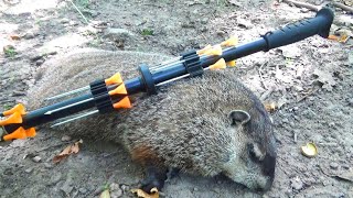 Groundhog Killed with BLOWGUN  Catch and Cook Groundhog [upl. by Ashia]