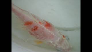 Koi with Bacterial infection [upl. by Elawalo]