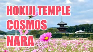 Early Autumn in Nara three storied pagoda with cosmos flowers at Hokiji temple in Nara prefecture [upl. by Akemak]