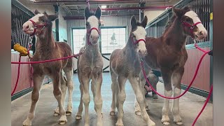 Four new baby Clydesdales born at AnheuserBusch ranch [upl. by Eet355]