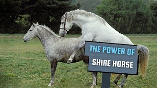 The Power of Shire Horses  Shire Horse Dressage  The Giant Horse secretanimals [upl. by Uv]