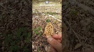 Morchella sp TrueYellow Morel shorts new trending viral nature mushroom foryou forest [upl. by Natelson661]