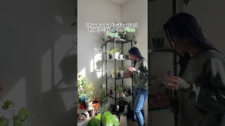 Pilea peperomioides plant 🌱 subscribe houseplant plants goodmorning pileaplant [upl. by Schaffer]