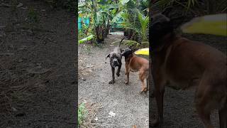 Dangerous Cane corso bts canecorso [upl. by Tade]