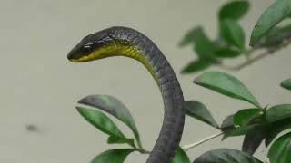 Common Tree Snake 2 [upl. by Vinnie358]