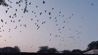 MIGRATORY BIRDS FLOCKS [upl. by Hammel]