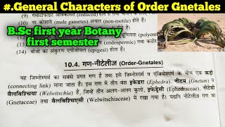 General Characters of Gnetales BSc first year Botany second semester [upl. by Enegue]