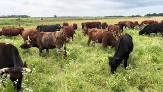 Trying to Move the Herd Before the Storm Rolls In [upl. by Elrem]