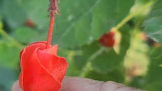 Munching on Turks Cap hibiscus [upl. by Atinev378]