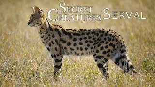 🐾 The Elusive Serval Africas LesserKnown Spotted Cat 🐆  Wildlife Conservation [upl. by Heinrik]