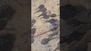 Frog tadpole and juvenile fishes in paddy field at natureKombavilai kanyakumari animals [upl. by Nollad991]