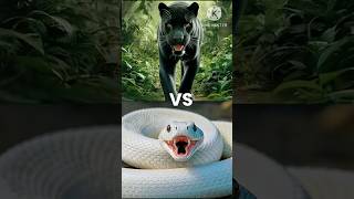 Black panthar VS white animal  lion tiger wolf snake hybrids shorts thuja [upl. by Ssew]