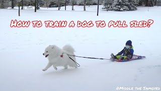 How to Train a Dog to Pull Sled  Middle the Samoyed [upl. by Walke]