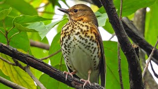 Thrush Bird Call  Thrush Bird Sound  Thrush Bird Hunting [upl. by Enyrb]