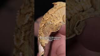 What makes a crested gecko a tricolor [upl. by Hcahsem]