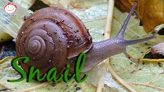 Snail move 3  Animal Video [upl. by Oralee493]