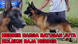 HERDER HARGA RATUSAN JUTA KOLEKSI RAJA HERDER AGNEW TANTO [upl. by Ytirahs]