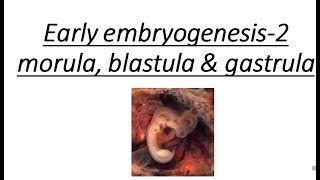 IMPORTANT EVENTS IN EMBRYOGENESIS  MORULA BLASTULA amp GASTRULA STAGES [upl. by Eicyac536]