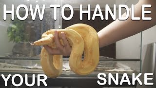 HOW TO HANDLE YOUR SNAKE For beginners [upl. by Ahsuas]