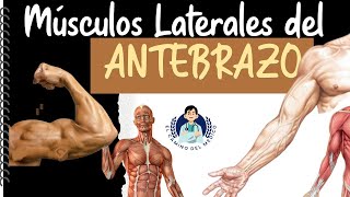 Músculos laterales del Antebrazo ‐ Fácil y didáctico [upl. by Immac]