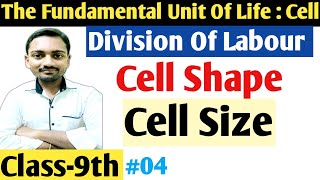 Class9 Science Guru  Division Of Labour  Cell Shape  Cell Size  NCERT  CBSE  NEET  04 [upl. by Engeddi]