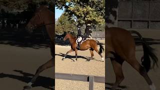 Temecula national derby😍😍😍 horse equestrian eq [upl. by Getraer556]