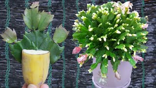 New idea of ​​propagating and growing Christmas cactus with bananas [upl. by Eipper]