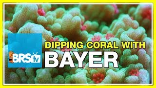 FAQ 26 Using Bayer as a coral dip  What recipe do we use [upl. by Lange]