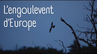 Chants et parades des engoulevents dEurope [upl. by Myrtice851]