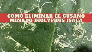 Cómo eliminar el gusano minador en las plantas  cual su ciclo diglyphus isaea [upl. by Sigismund165]