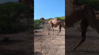 Cute baby Black camel walking thar walking beautiful scene enjoy camel short viralvideo [upl. by Ihcalam]