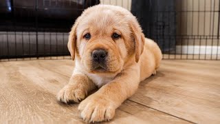 The Cutest Labrador Puppies From June [upl. by Nibaj657]